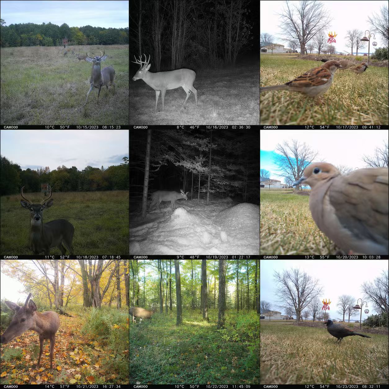 Câmera de Caça e Monitoramento - Outdoor Hunting Video Camera avaliação e preço